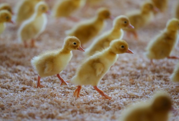 One-day-old ducklings run across their pen at a Sonoma County poultry farm, near Two Rock, where Liberty Ducks are raised on Tuesday, September 20, 2022. (Christopher Chung/The Press Democrat)