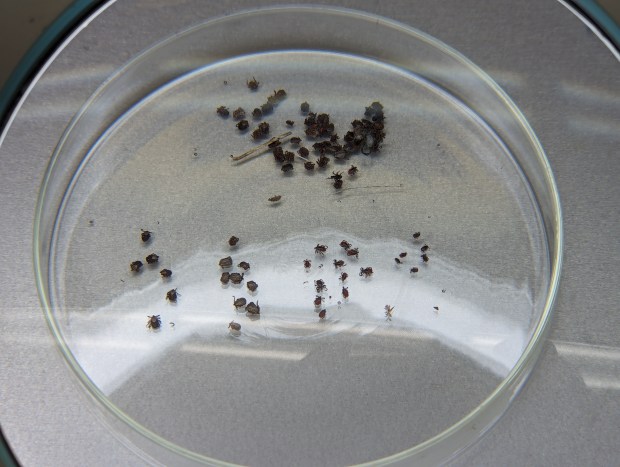 An assortment of ticks collected by the Butte County Mosquito and Vector District on display in Oroville, California on Monday, March 25, 2024. (Jake Hutchison/Enterprise-Record)